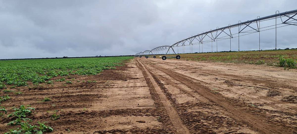 1665 Ha con Riego por Pivot