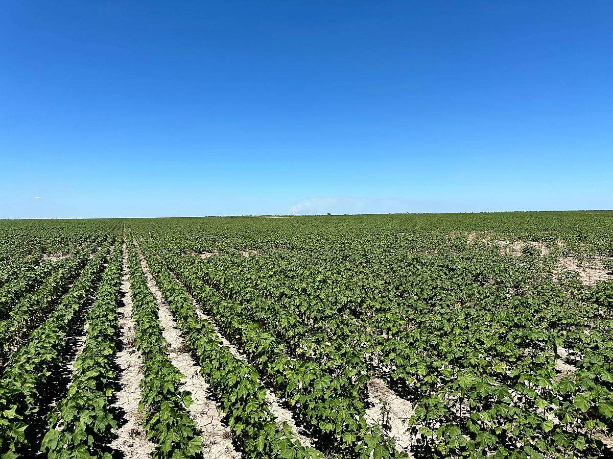 Sachayoj (sgo del Estero) 563 Has Limpias Productivas 346has