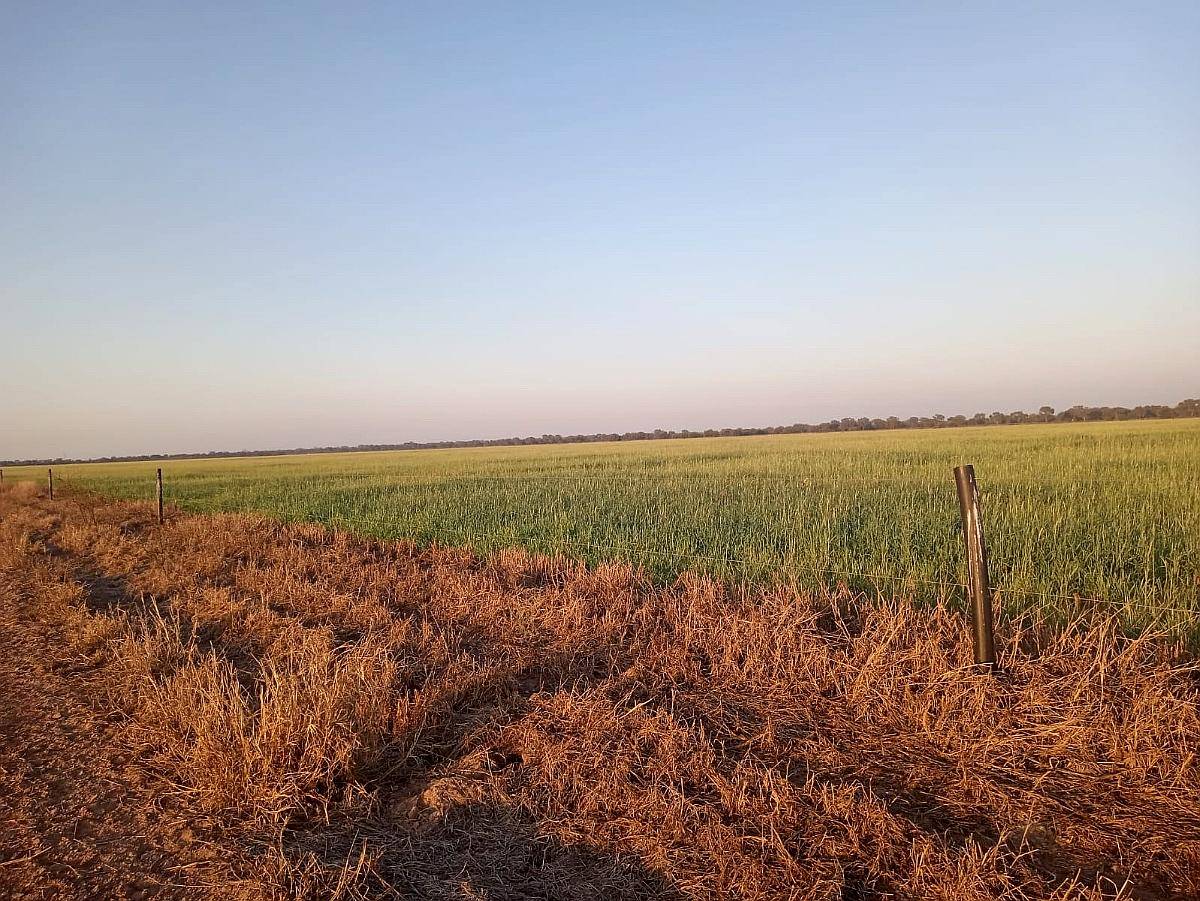Venta. 350 Has Agrícolas en Vilelas.