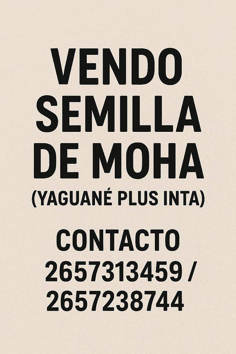 Vendo Semilla Moha Yaguane