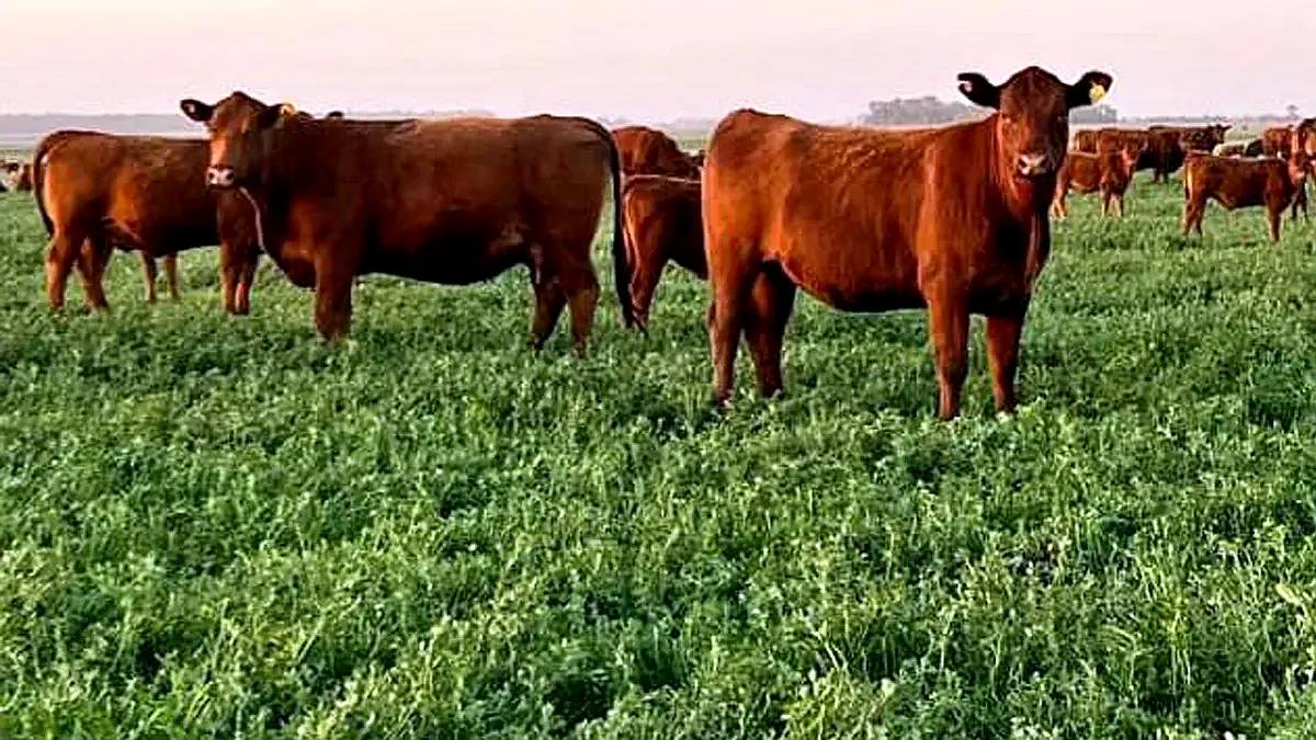 65 Ha Agricolas / Ganaderas Cerca de Autovia 14