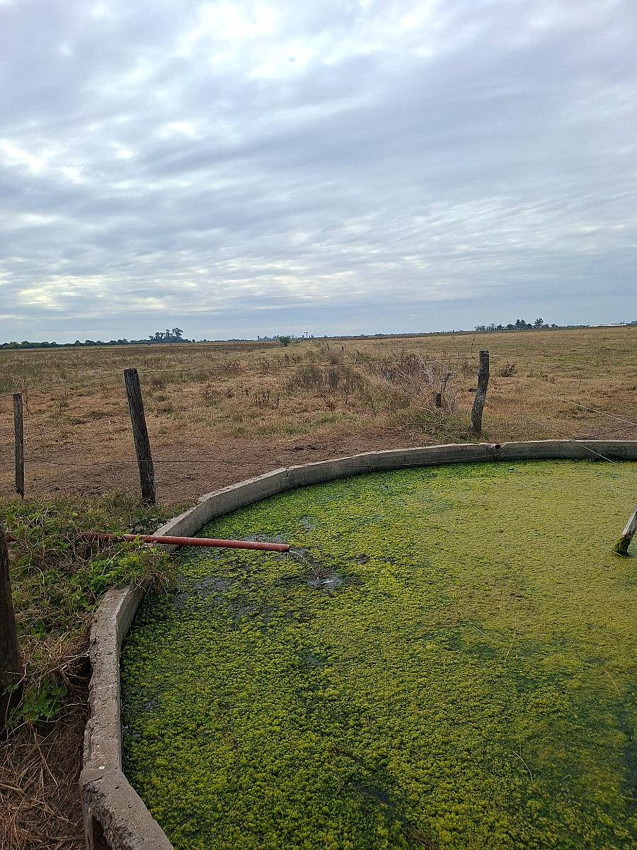 Se Alquilan 48 Ha Agrícolas en Humberto