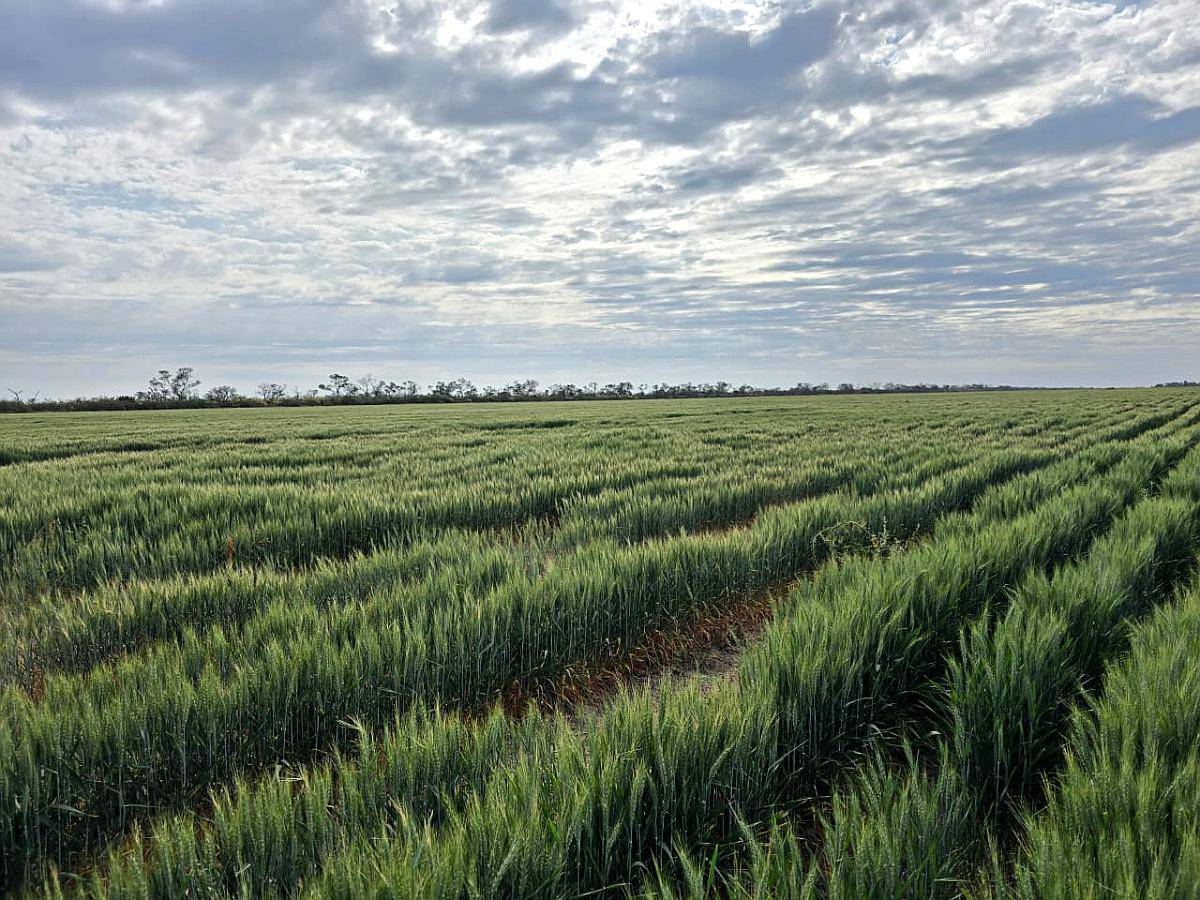 Vendo 5000 Ha Mixtas en las Delicias