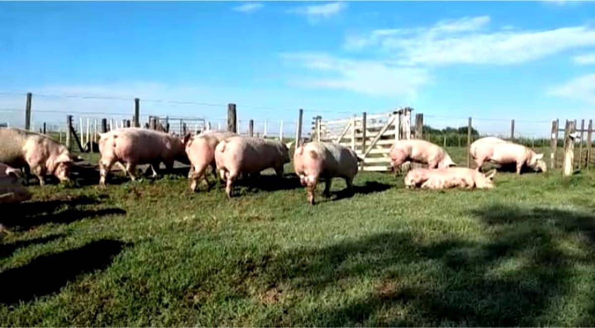 Hembras Hibridas Landrace X Yorkside II