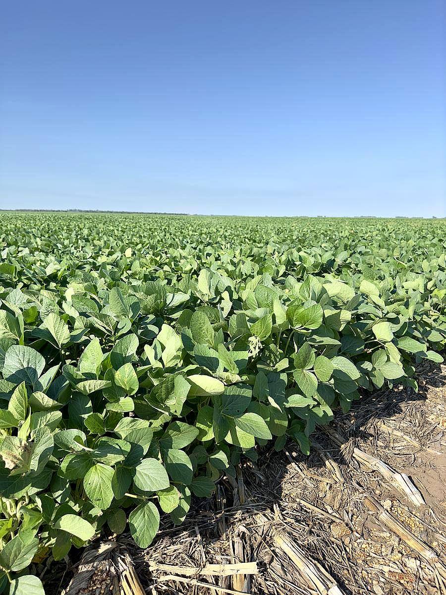 300 Has Zona Núcleo