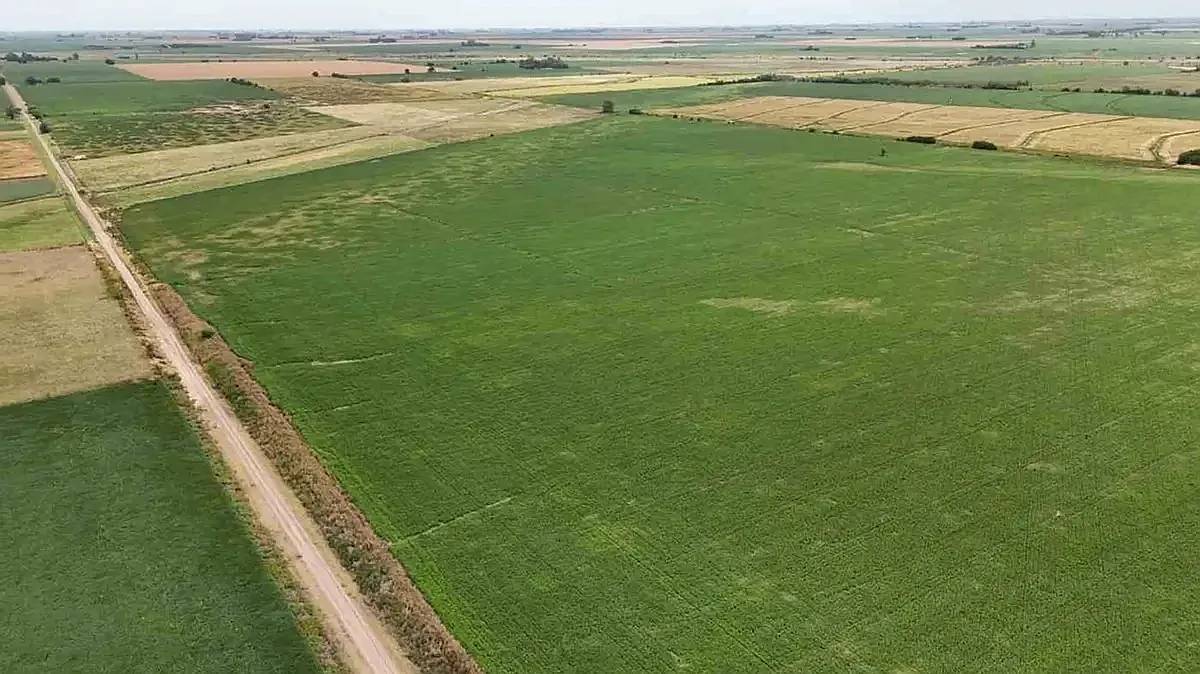 Campo Arequito. 89 Has