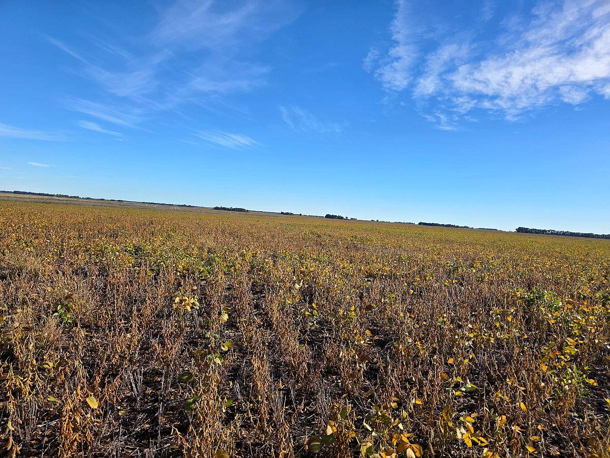Campo Agrícola Coronel Dorrego
