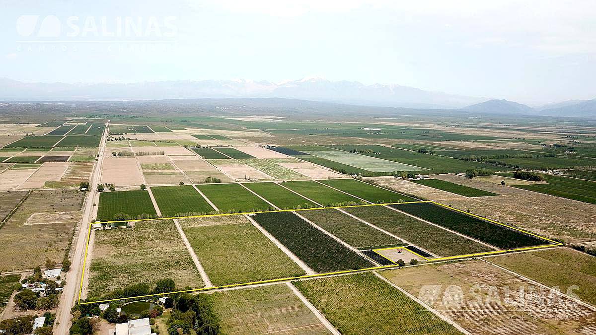 30 Has Finca Lujan de Cuyo, Mendoza