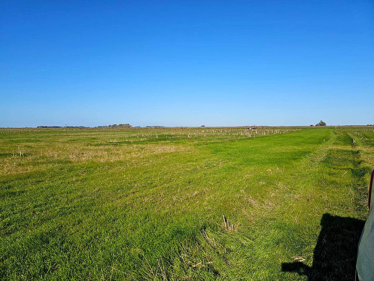 Campo Venta Castelli 380 Ha Ganaderas