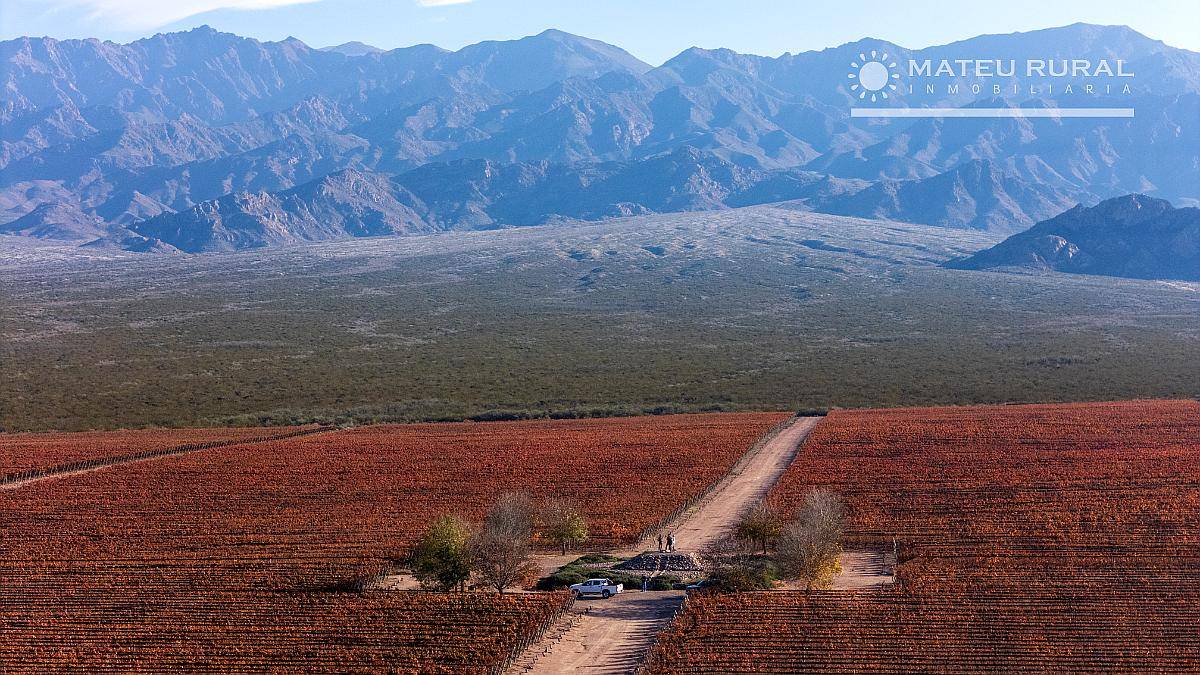 104 Has. Finca con Viñedos en el Cepillo, Mendoza