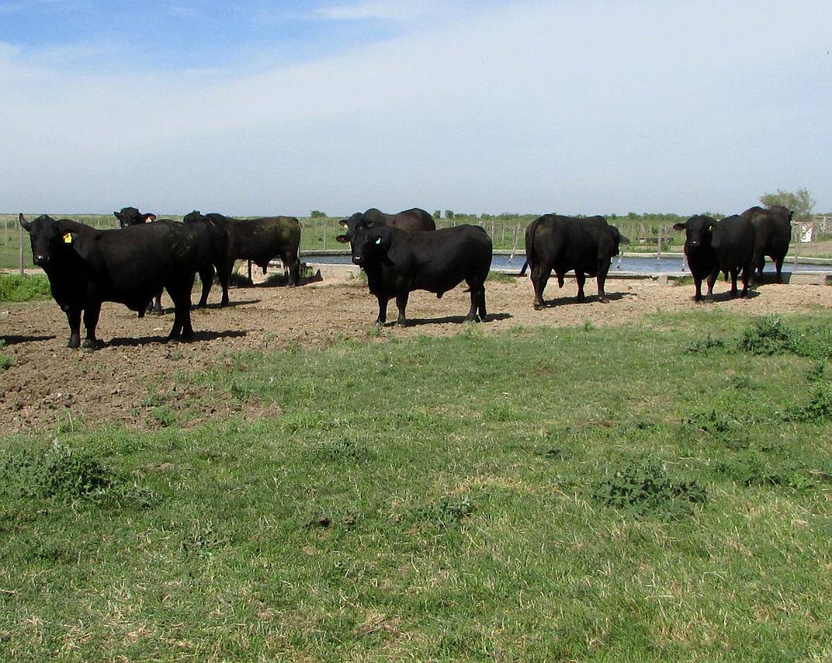 4.300 Has Ganaderas. Argentina, Santiago del Estero