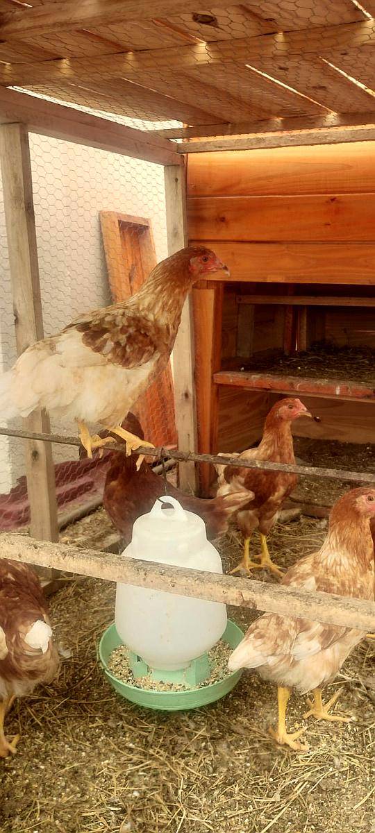 Gallinas Ponedoras Proximas a Poner.