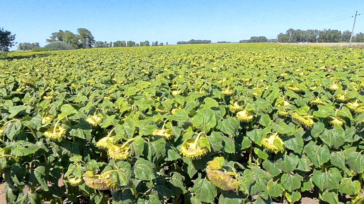 Campo en Venta – 816 Hectáreas