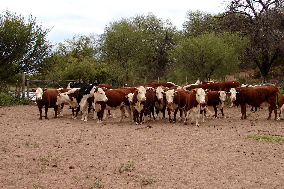 Campo Ganadero Estancia la Esperanza
