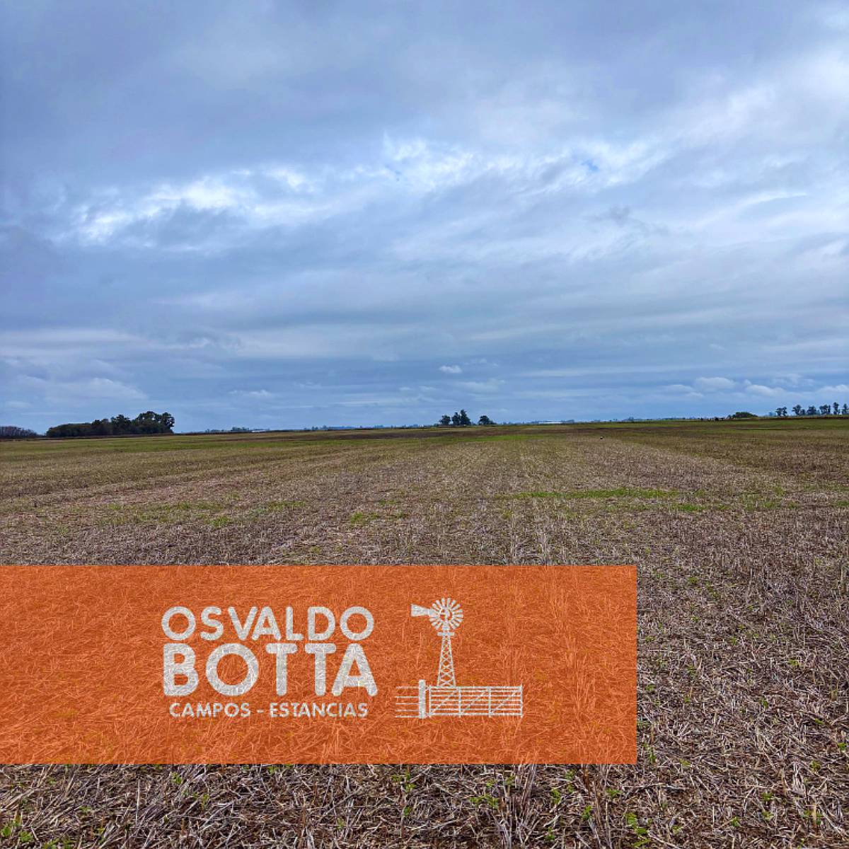 Campo Agrícola en Zona Núcleo – 265 Hectáreas en Chacabuco,