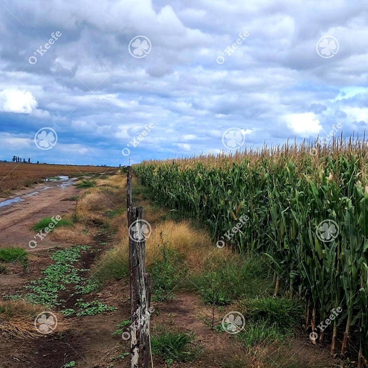 Campo en Venta 441 Has en General Villegas, Bs.as, Mixtas.