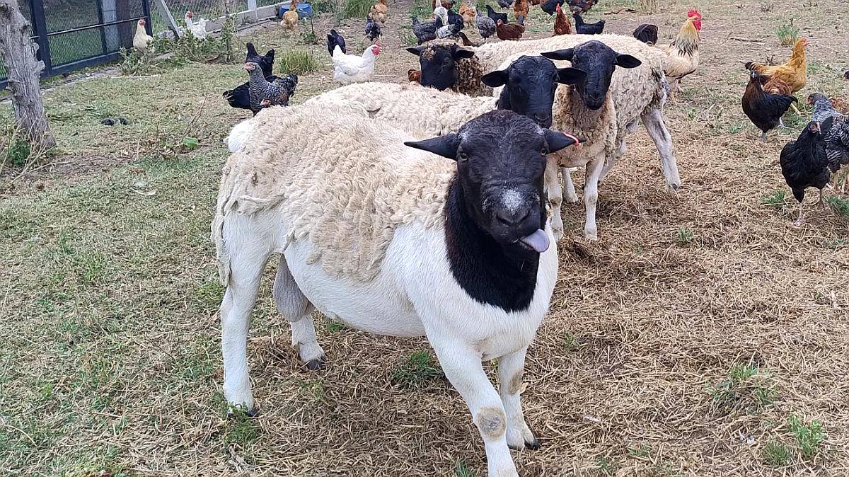 Carneritos Dorper Listos para Servicio