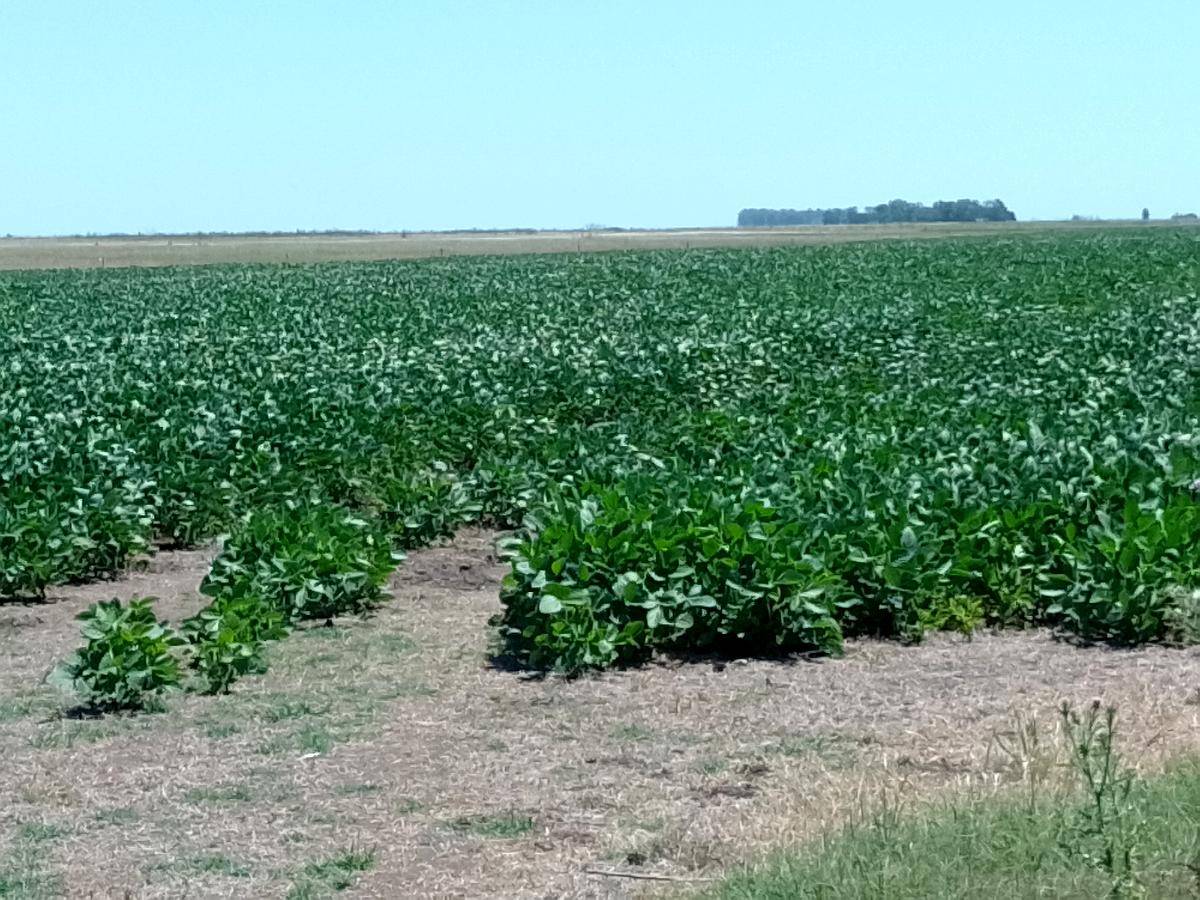 Vendo Campo Agricola en Monte