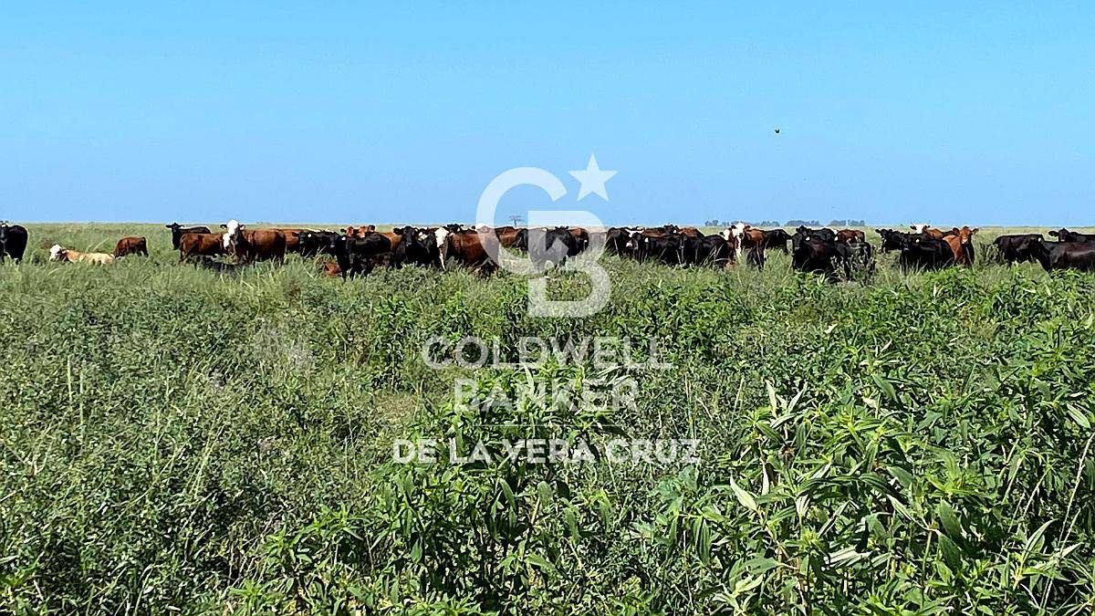 Campo Ganadero 1000 Has., Piamonte, Santa FE