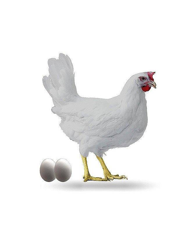 Huevos Fértiles Leghorn - Rhode Island RED