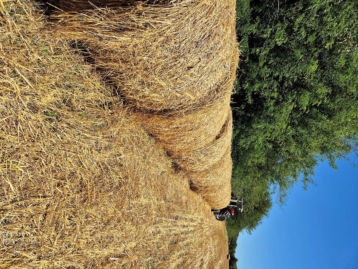 Rollos de Avena Granada Nuevos