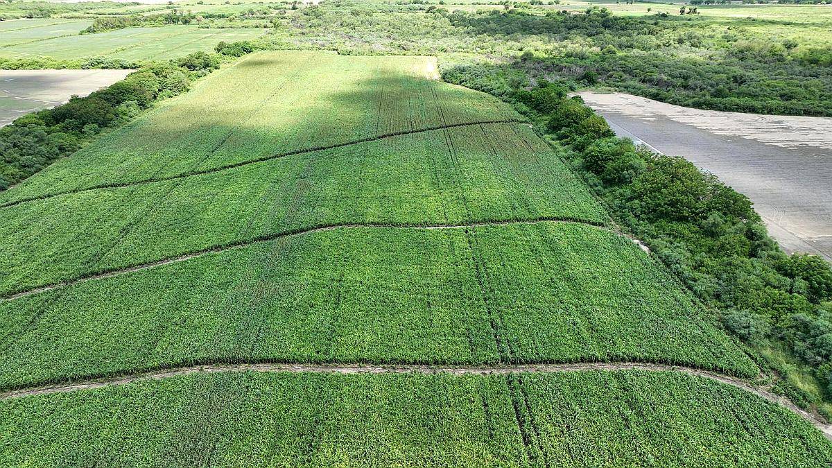 Ingeniero Forres, Robles, Santiago del Estero - 451 Ha