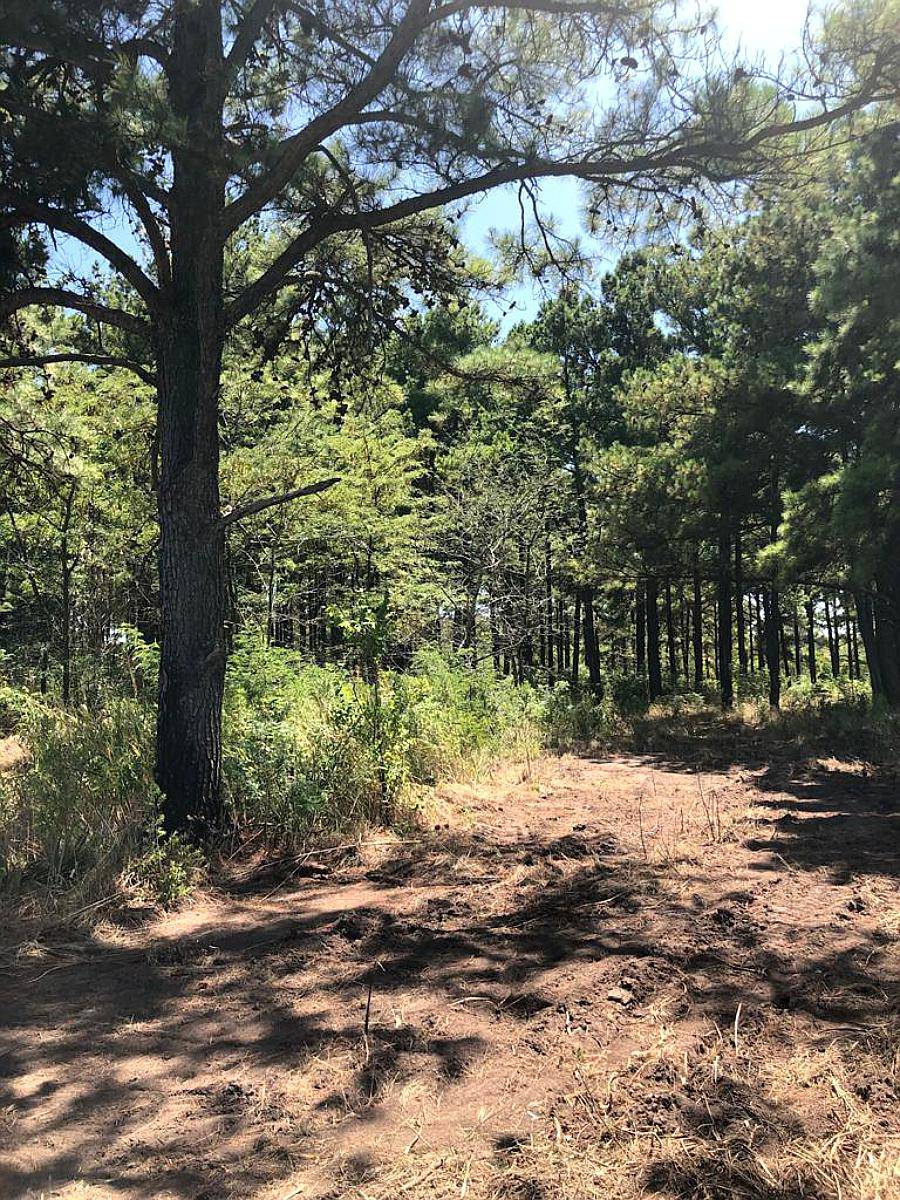 Pinar de Andino 21,6 Ha - 50 % Agrícola 50 % Bosque de Pinos