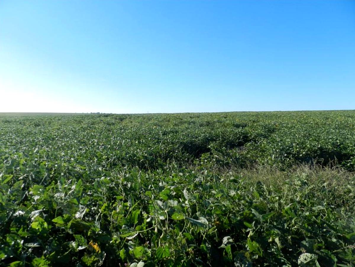 47 Has Entre Ríos Agrícolas Sobre Ruta