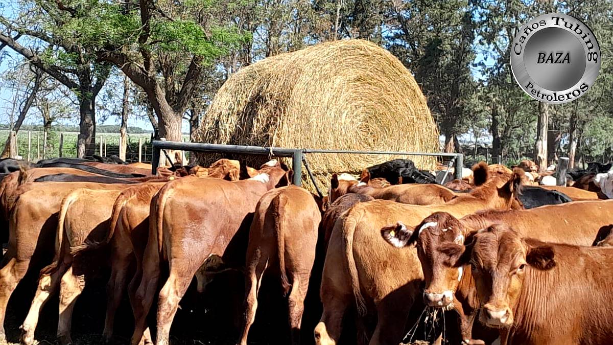 Pasteras Porta Rollos Moviles
