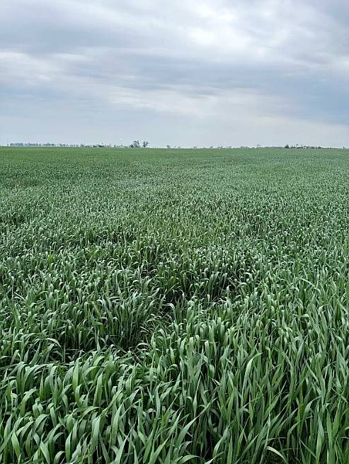 🌾 Campo en Venta – 32 Hectáreas Videla, San Justo, Santa