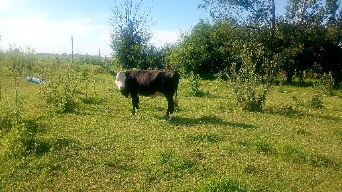 Vendo 2 Vacas Buenas Preñadas