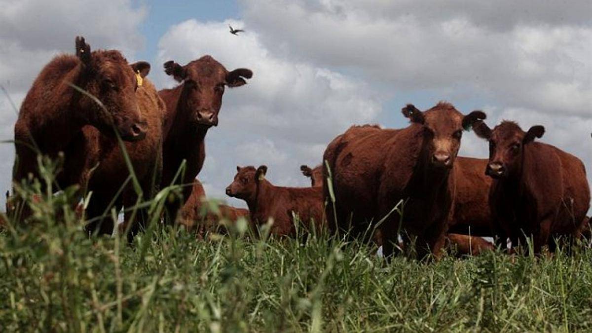 55 Vaquillonas con Terneros al PIE Chicos $ 600.000