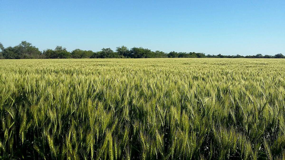 Se Vende Campo en Zona María Grande 2da, Entre Ríos - 100 Ha - Agroads