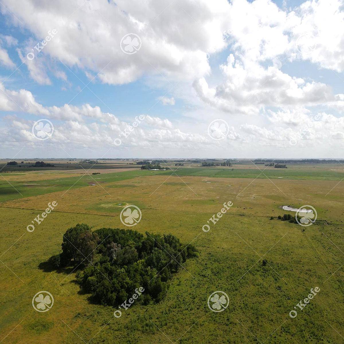 Campo en Venta de 300 Has en Pila