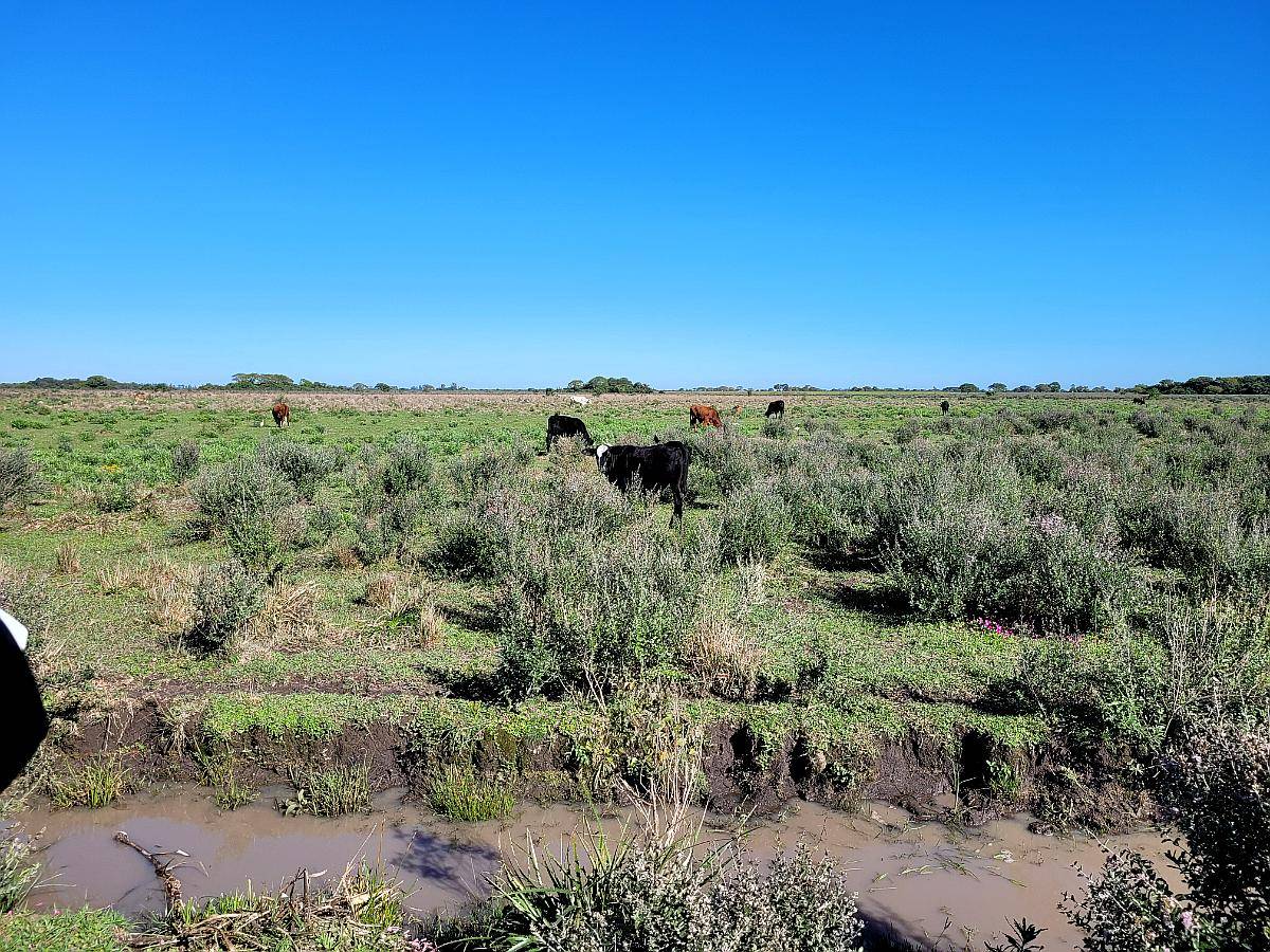 Venta de 310 Has en San Lorenzo - Saladas - Corrientes