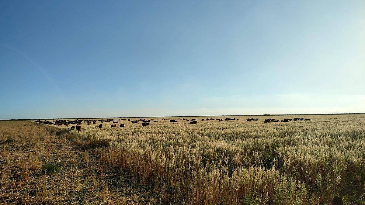 Campo Campo Ganadero en Producción. Apto para Agricultura.