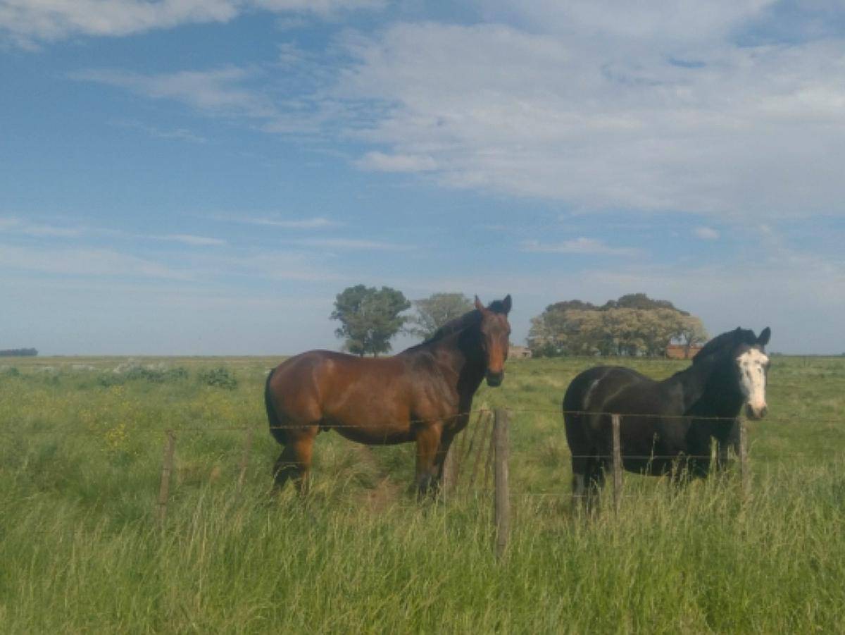 86 Ha Agric Ganad a 7 km de la Ruta, Bolivar, BS AS
