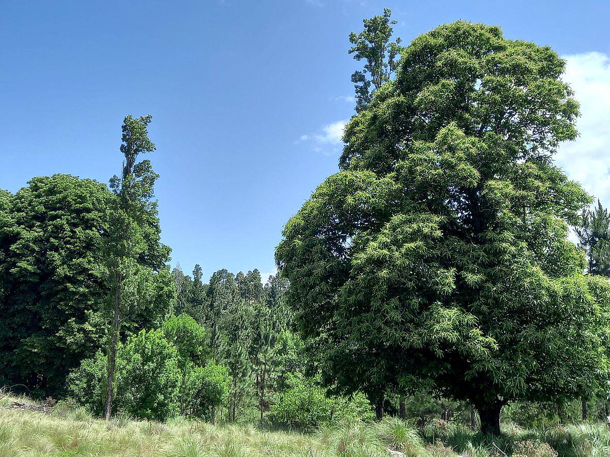 Venta Campo de 29 Ha en Villa Berna Calamuchita Córdoba