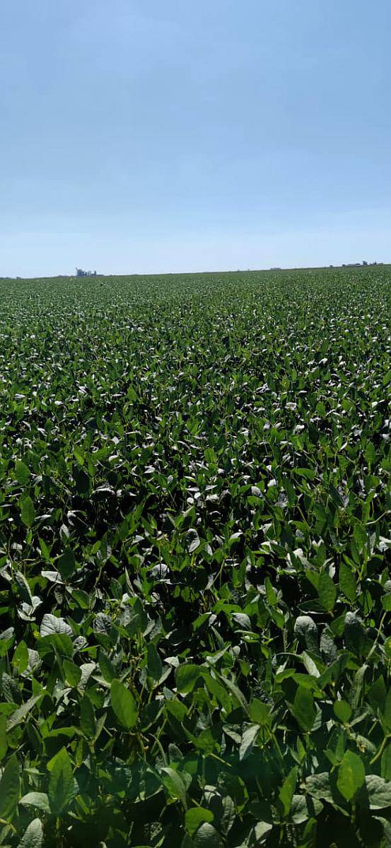 Busco Campo para Arrendar 2026/2027