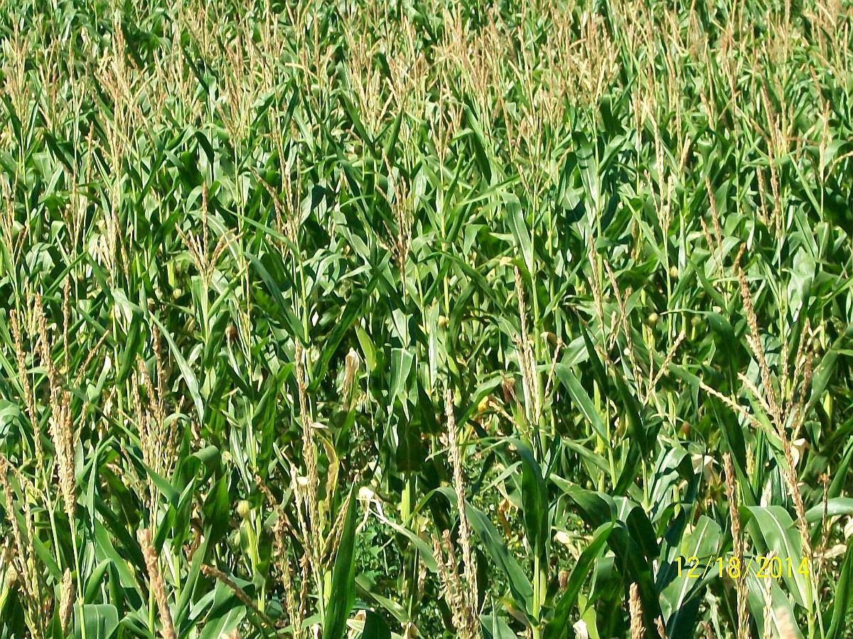 Vendo: 71 Has. las Flores.