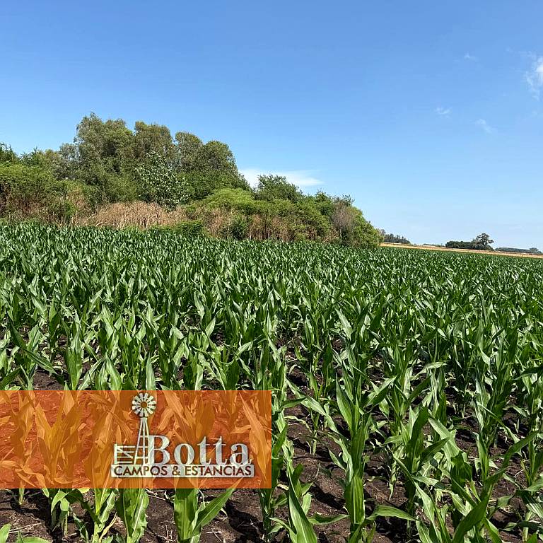 40has Mixtas en Venta en Moll, Buenos Aires