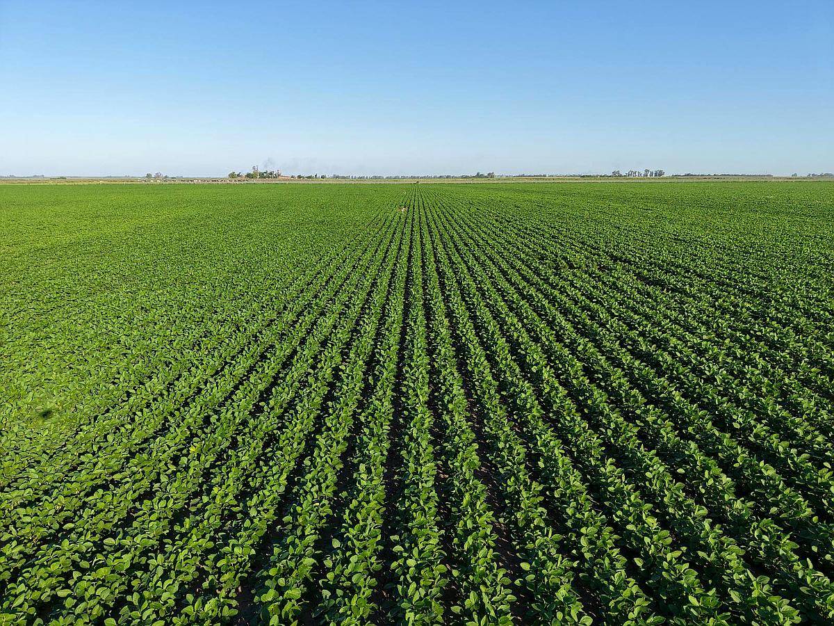 Totoras, Iriondo, Santa FE - 160 Ha