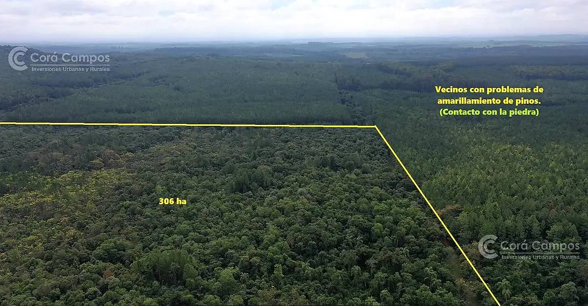 Se Vende. Campo Jardín América. de 306 Ha en SU Mayoria Mont