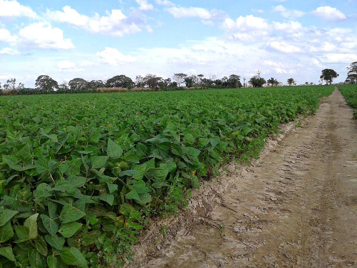 275 Has Algodon/girasol en Logroño