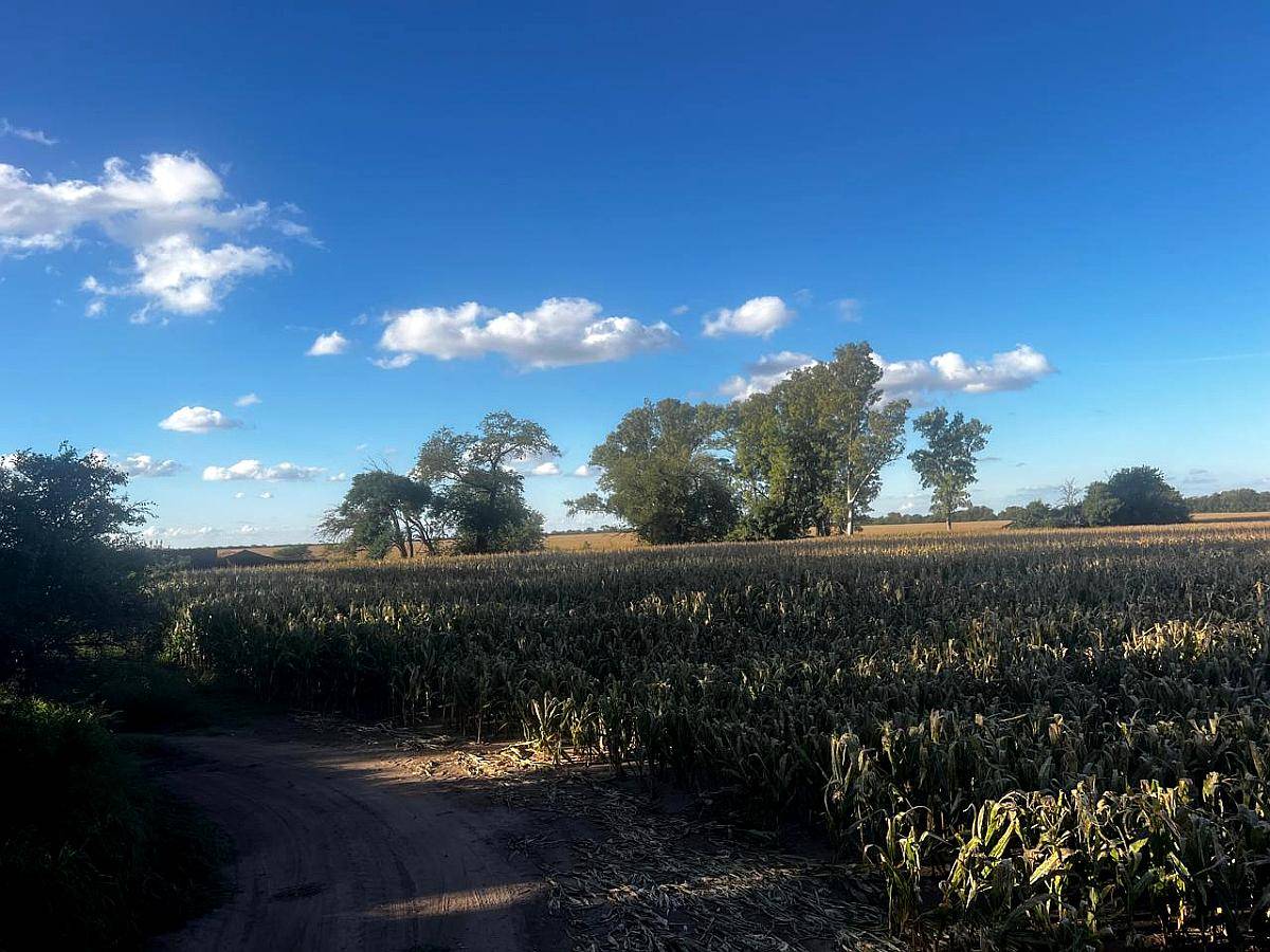 Campo 100 % Agrícola en Jesús María Prov. de Córdoba