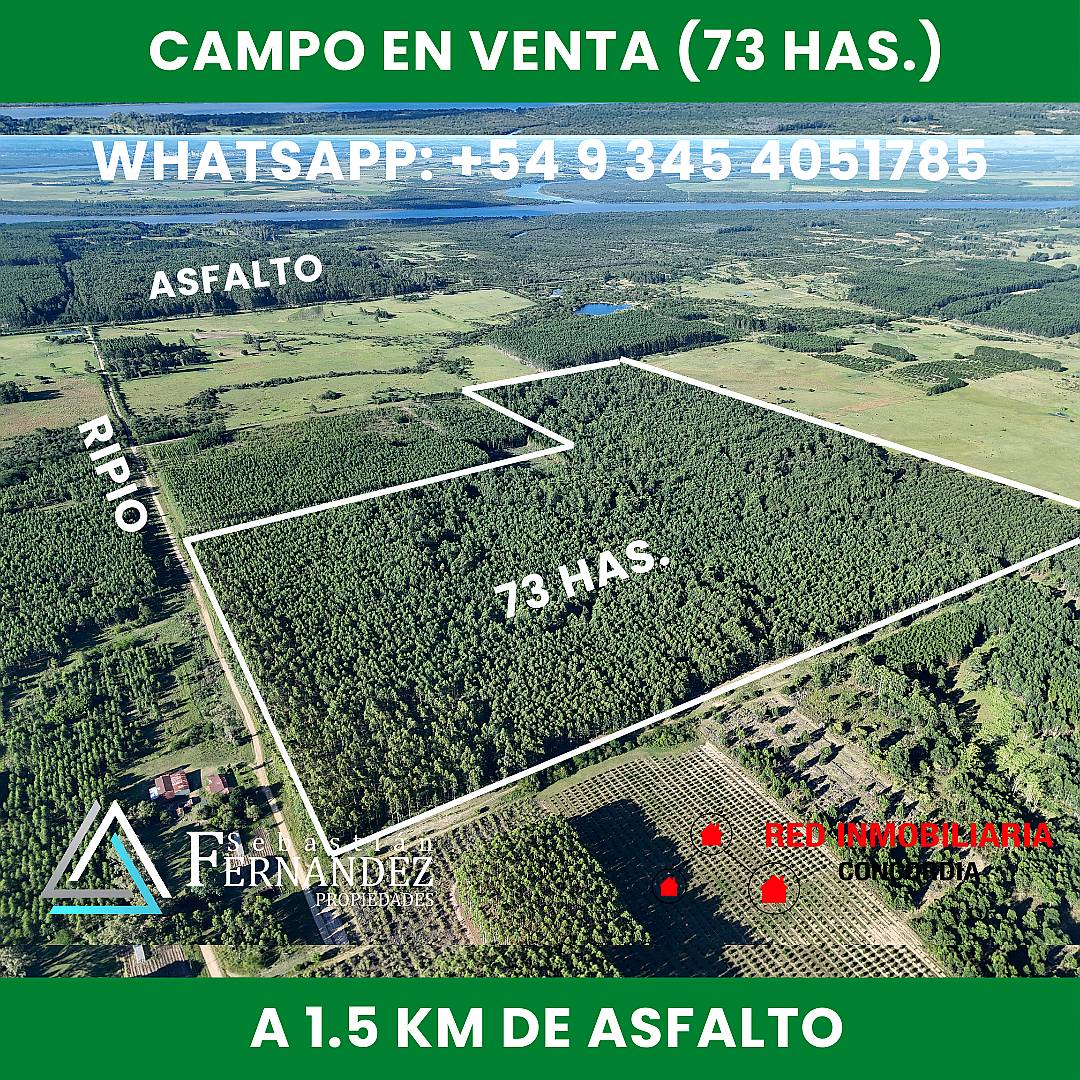 73 Has, Campo con Forestación