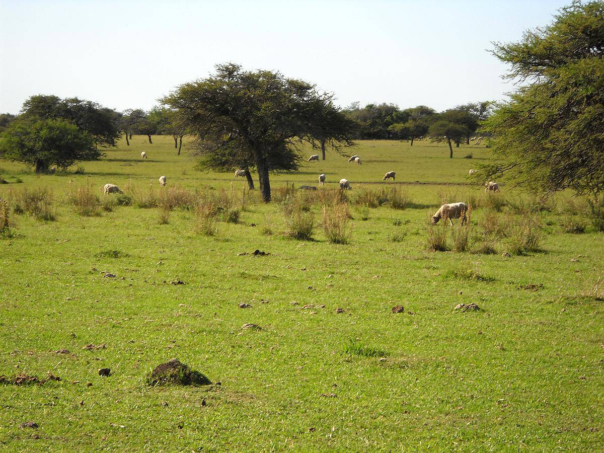Entre Rios, la PAZ Alquilo 1750 Has Ganaderas