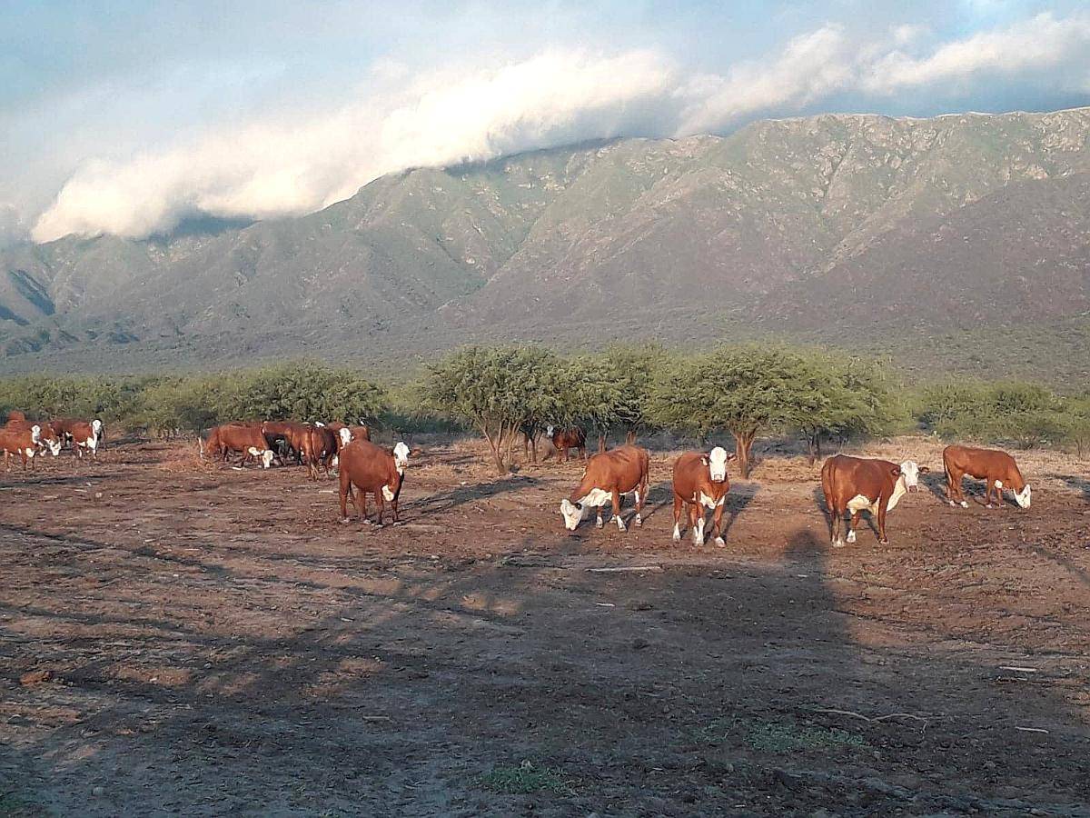 Campo Agricola Ganadero Ferlot en Catamarca