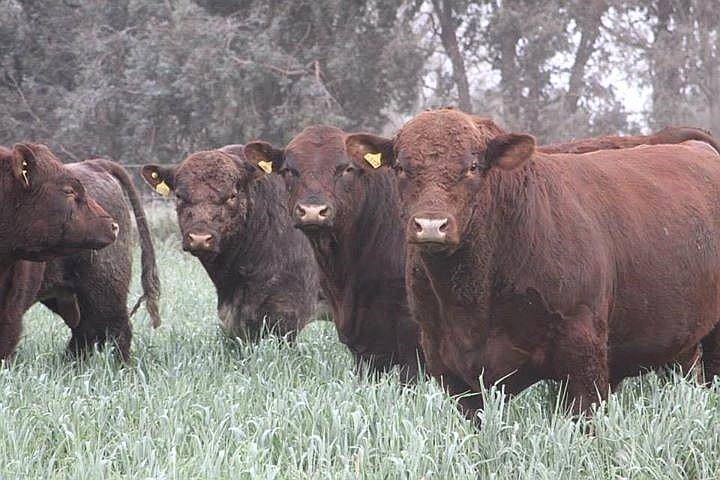 2500 Has Campo Ganadero SUR de Santiago del Estero