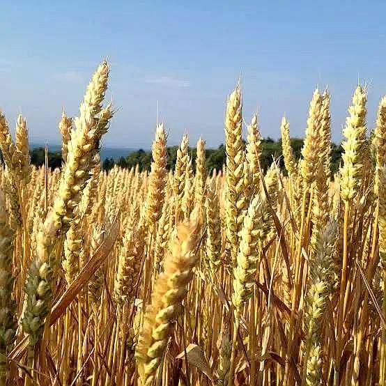 Semilla de Trigo